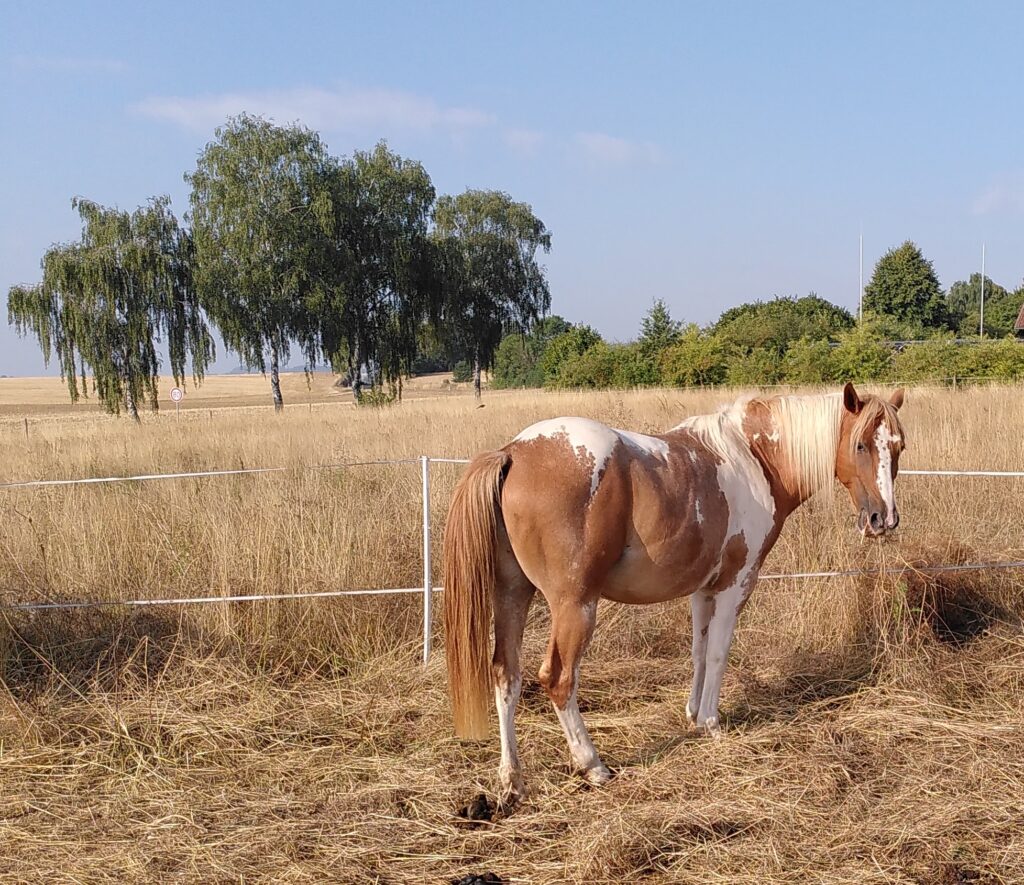 Ein geschecktes Pferd steht vor einem Stromzaun und kaut an langem, trockenem Gras. Im Hintergrund sind Bäume zu sehen.