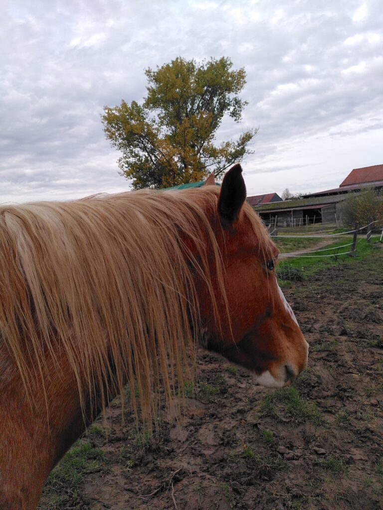 Der fuchsfarbene Kopf eines Pferdes von seiner Schulter aus gesehen. Im Hintergrund sind Stallgebäude zu sehen, der Boden direkt vor ihm ist matschig.