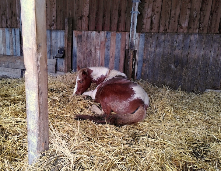 Ein geschecktes Pferd liegt auf Stroh in einem hölzernen Stall auf dem Bauch und hat die Nase links neben seinem eingeschlagenen Vorderbein abgelegt.
