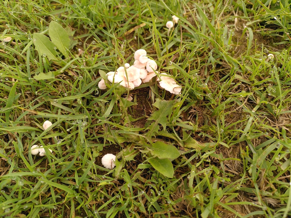 Winzige kleine Pilze wachsen zwischen Grashalmen.